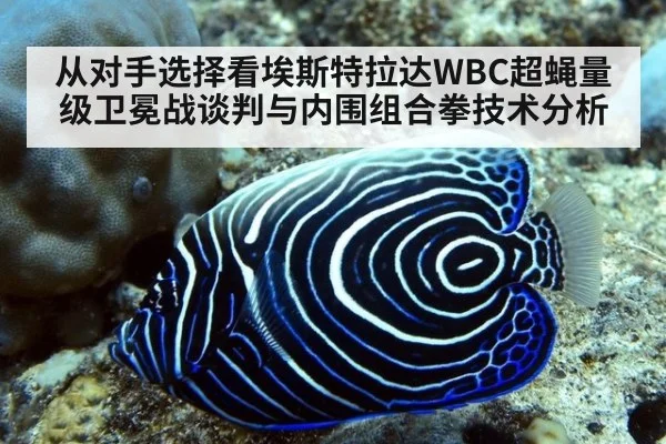 从对手选择看埃斯特拉达WBC超蝇量级卫冕战谈判与内围组合拳技术分析